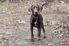 lou_4