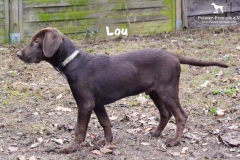 lou_5