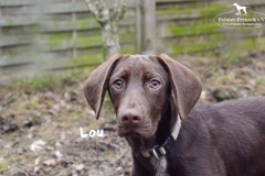 lou_6