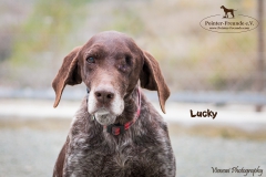 Lucky IMG_0015-960