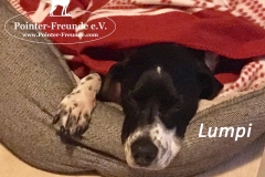 lumpimitlogodecke