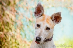 12795501_1728934867338269_4720906650658323346_n