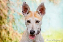 12809669_1728934817338274_8856438308500861464_n