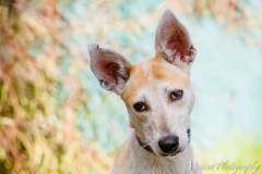 12814542_1728934857338270_385644683266902851_n