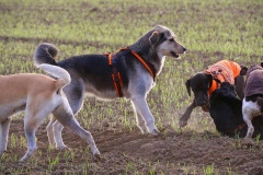 14589836_1171860442908440_7145383533070224889_o