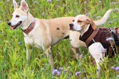 14633266_1171867309574420_2829574218361267242_o