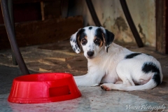 1170723_1708041336094289_6963478522023196380_n