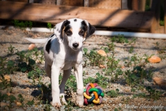 1453332_1708041299427626_4056406385040928037_n