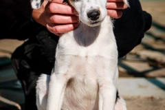 1488068_1708041252760964_1760247511502912386_n