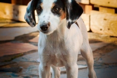 1534317_1708041246094298_3096139359608683225_n