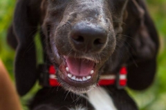 12190112_1689702331261523_50230898691784426_n