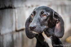 12341321_1702056830026073_5665561009257666390_n