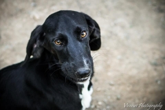 12359862_1702056816692741_1374411600796529543_n