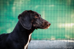 12366288_1702056756692747_5054762166197823333_n