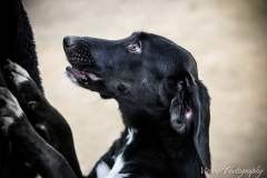 12369148_1702056753359414_1061591162840581915_n