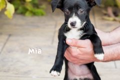 Mia IMG_3622-960