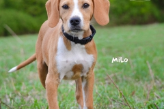 Milo DSC_0474-960