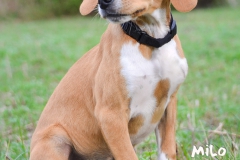 Milo DSC_0479-960
