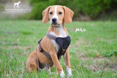 Milo DSC_0502-960