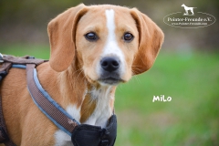 Milo DSC_0509-960