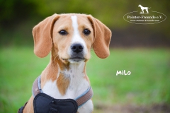 Milo DSC_0514-960