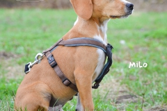 Milo DSC_0520-960