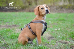 Milo DSC_0522-960