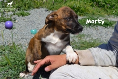 morty_1