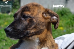 morty_3