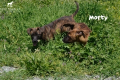morty_4