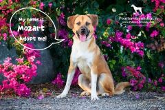 Mozart IMG_0245-960