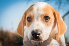 12494757_1714178098813946_3797040456481250526_n