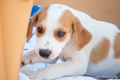 12512312_1714178105480612_6788676903142612010_n