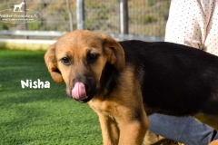 nisha_4