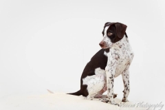 12644965_1719420874956335_3212219516201295916_n