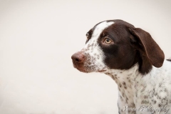 12645246_1719420878289668_2244833127704269771_n