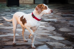 10401104_1708049012760188_6598855245185532393_n