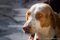 1475782_1708049022760187_5459972251729493738_n