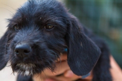 12184178_1689707057927717_2902361242515217776_o