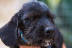 12185354_1689707084594381_5591063493093033086_o