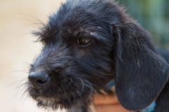 12195084_1689707094594380_2897022286394523447_o