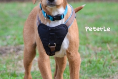 Peterle DSC_0637-960