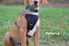 Peterle DSC_0648-960