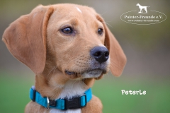 Peterle DSC_0656-960