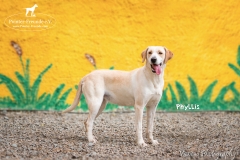 Phyllis IMG_0080-960