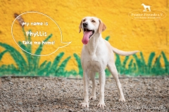 Phyllis IMG_0098-960