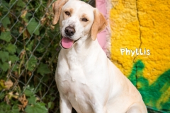 Phyllis IMG_0361-960