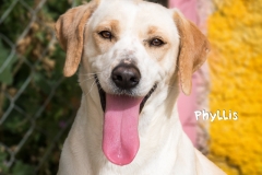 Phyllis IMG_0373-960