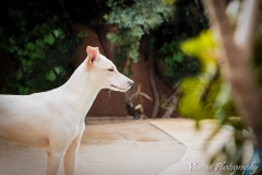 12647551_1719769584921464_7981291033101398823_n