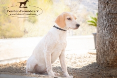 Porthos IMG_0844-960